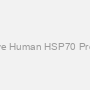 Active Human HSP70 Protein